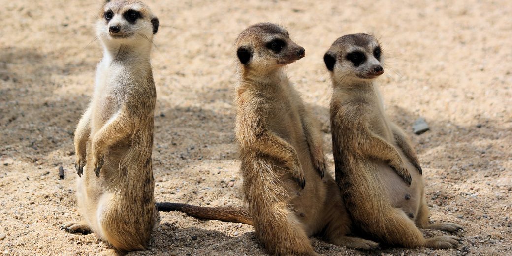 Zoo